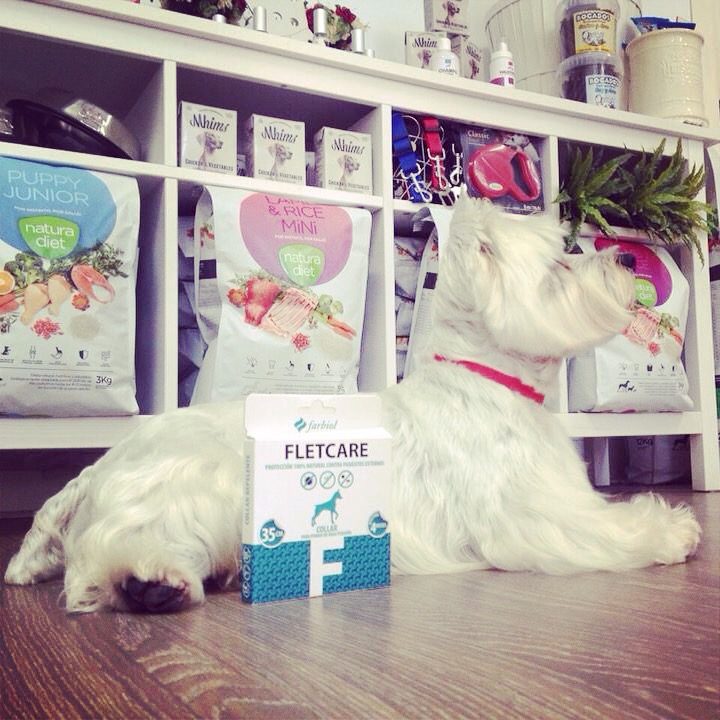 Juguetes para perros en la boutique