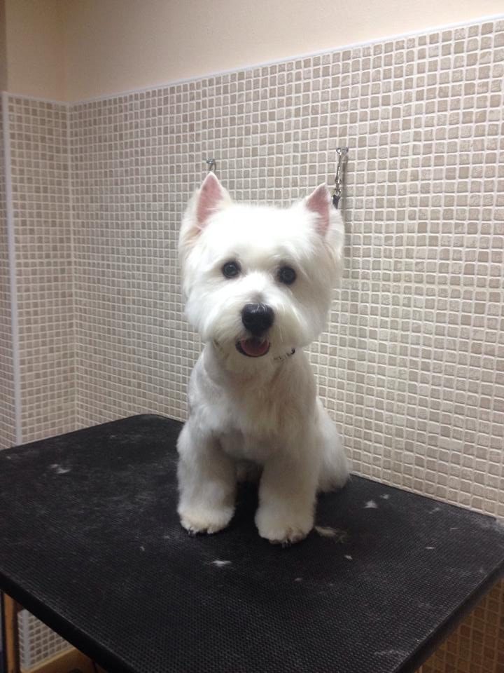 Westie recién arreglado en el salón