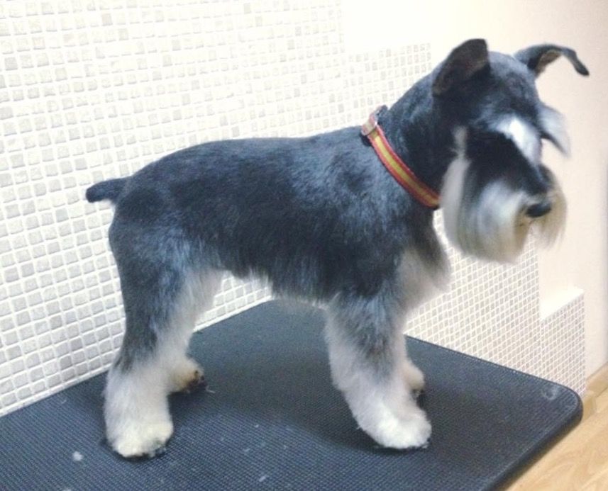 Schnauzer con corte a medida