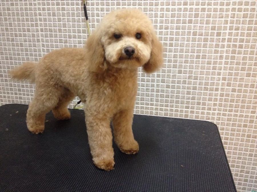 Caniche