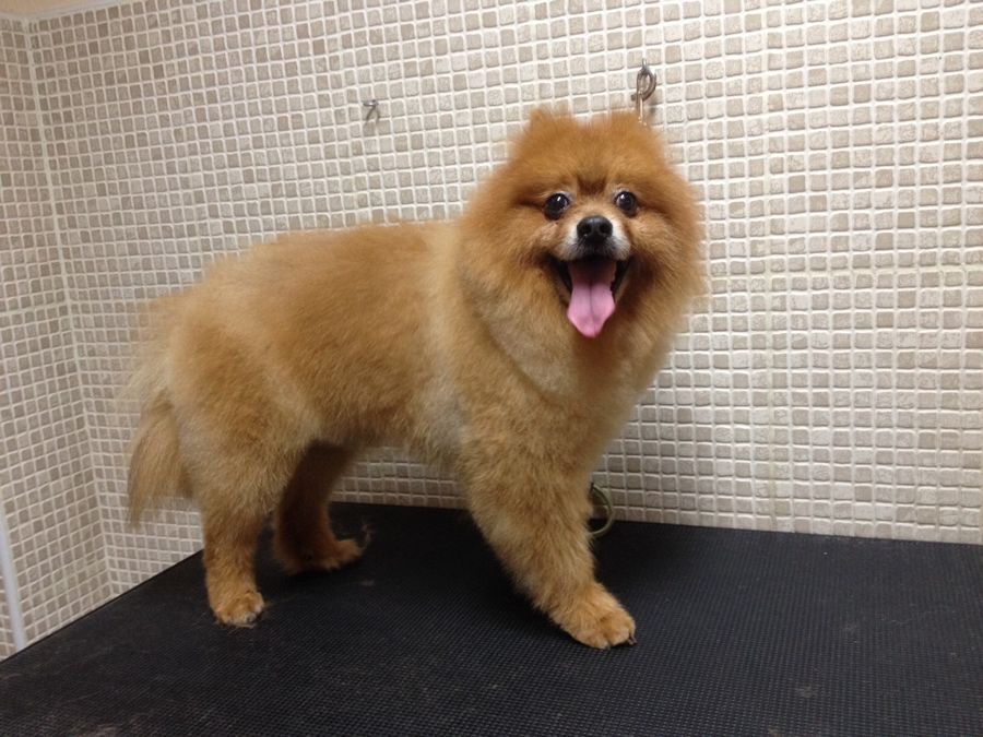 Pomerania de pelo naranja