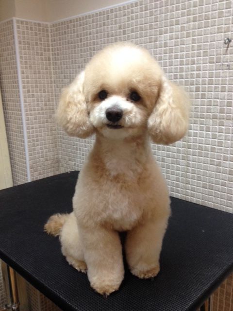 Caniche beige sentado