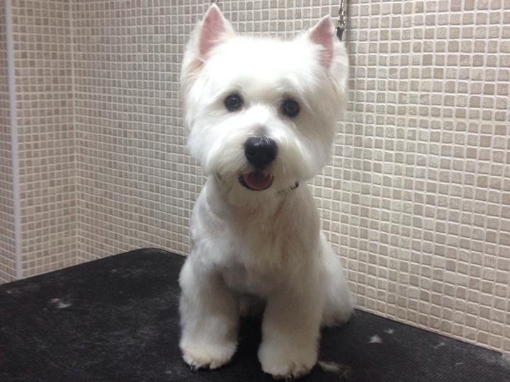 Westie de frente