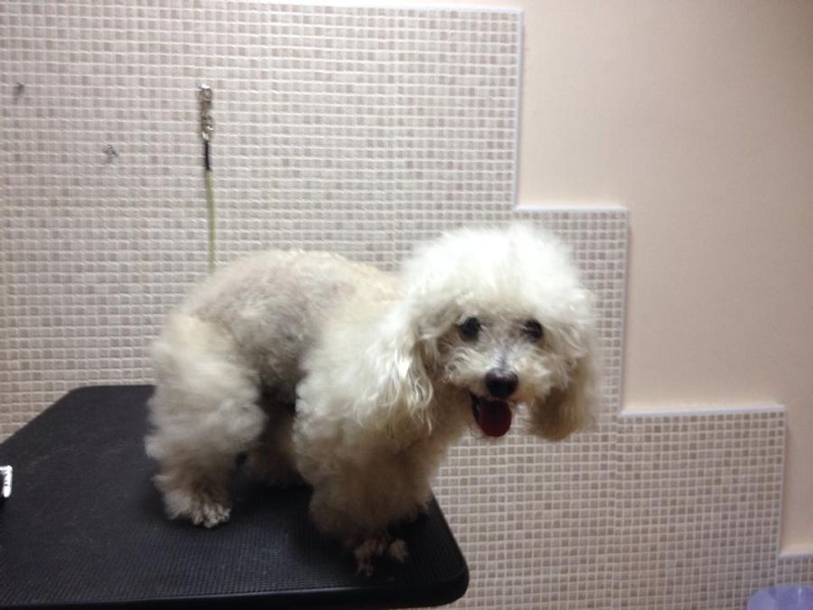 Caniche antes de la sesión