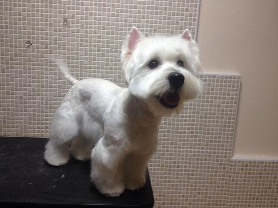 Westie después de la sesión