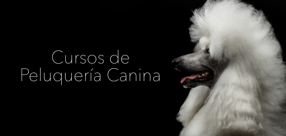 cursos-peluqueria-canina-zaragoza-banner-V4