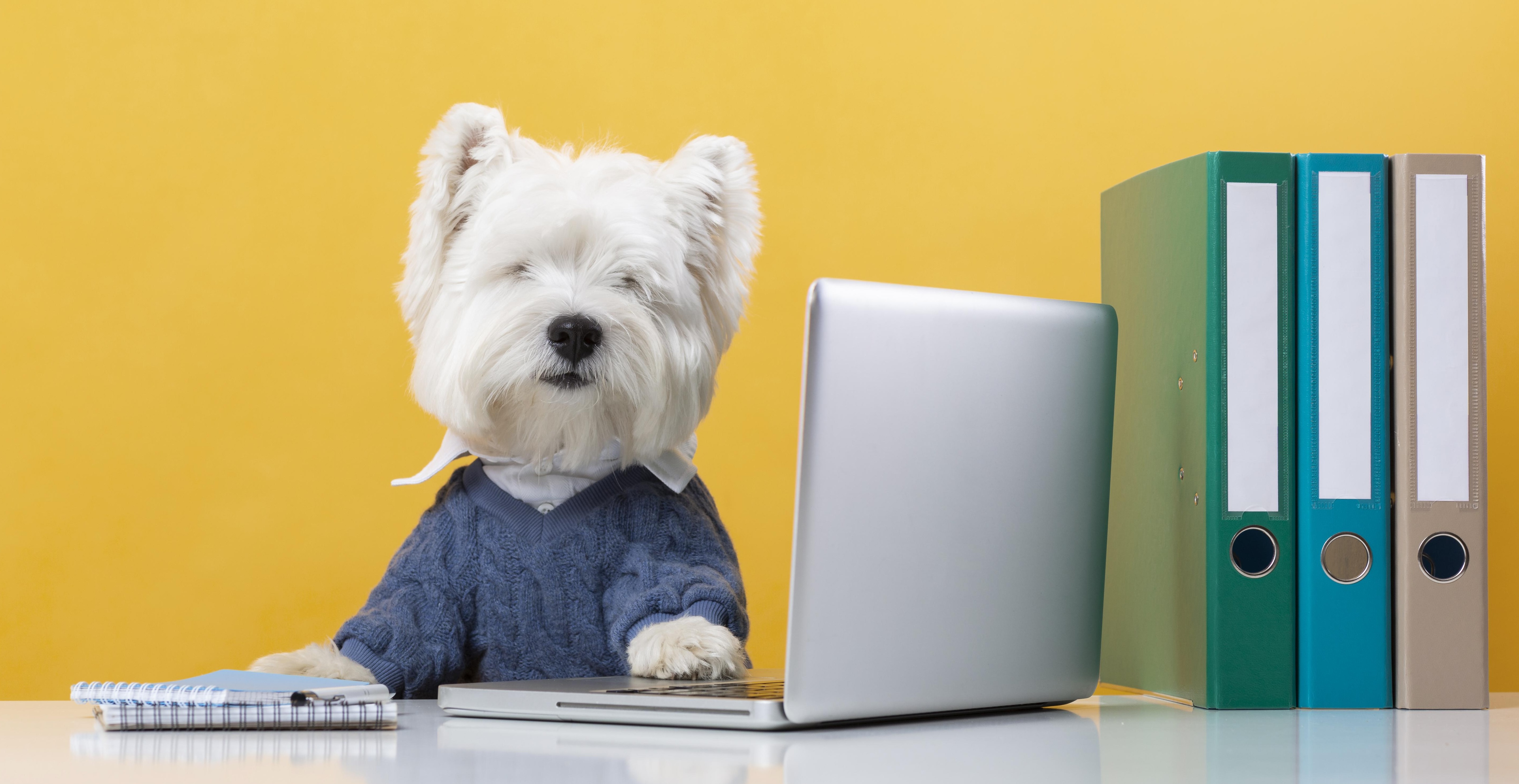 cute-little-dog-impersonating-business-person