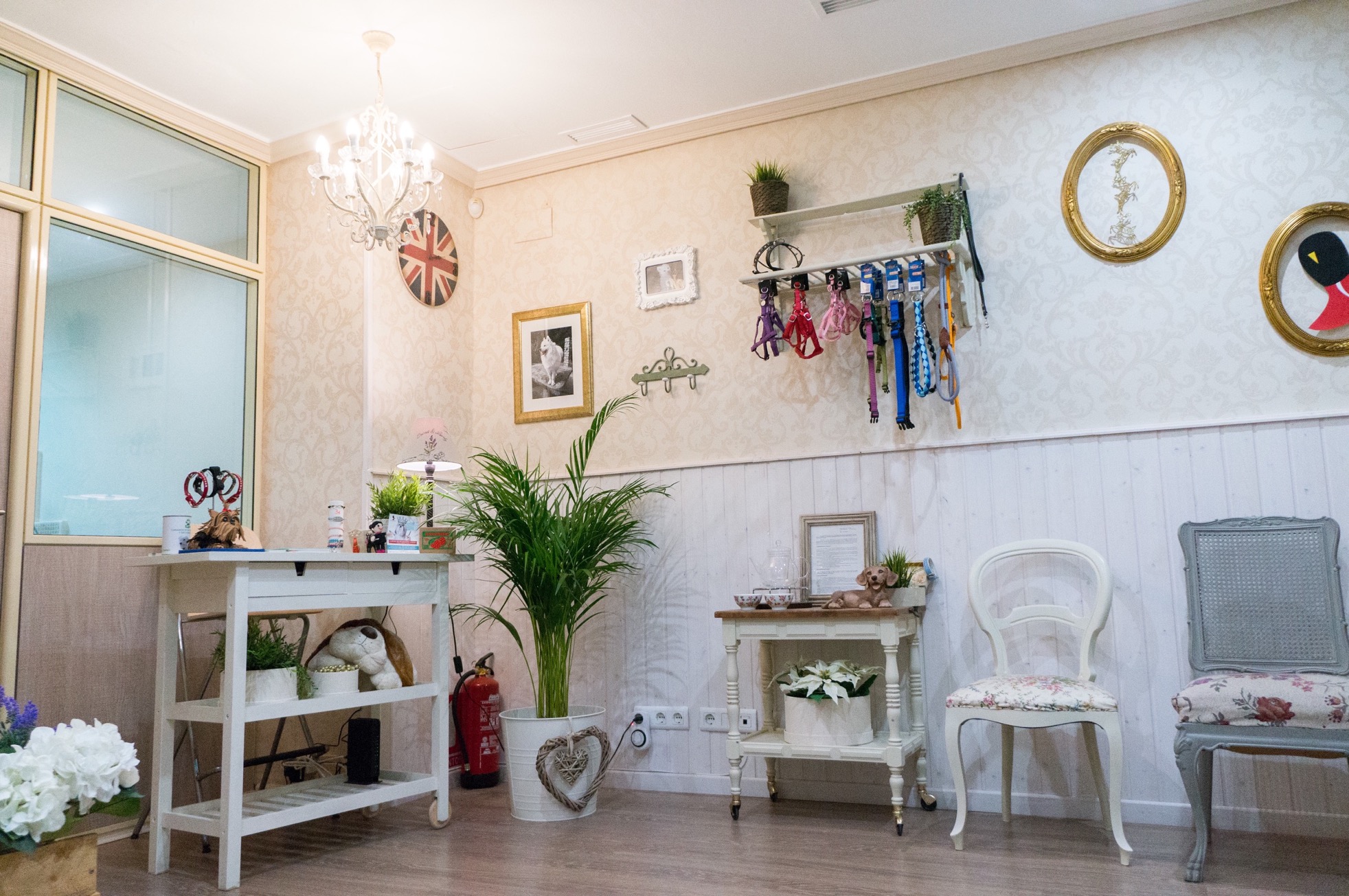 peluqueria-canina-zaragoza-05
