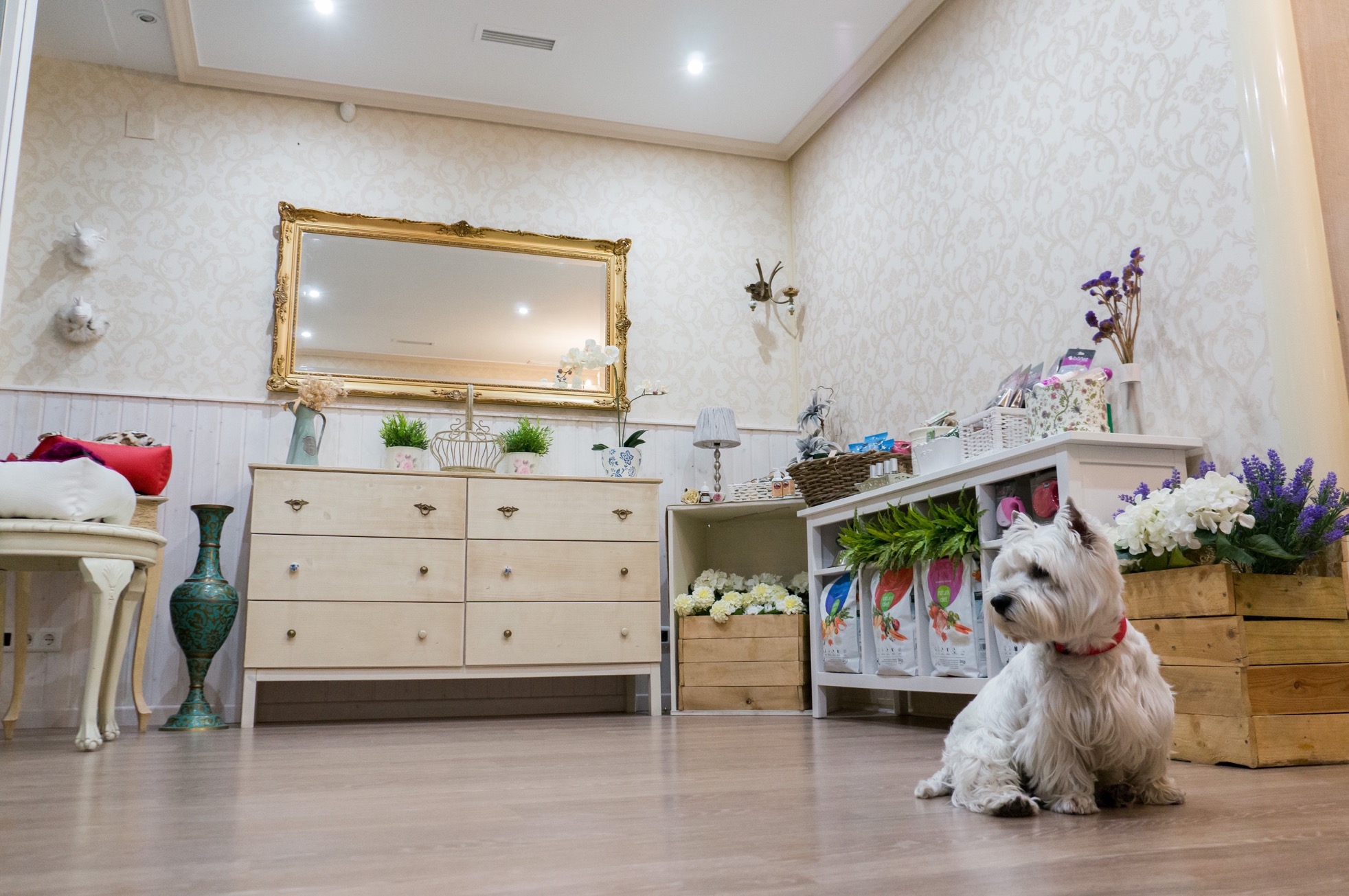 peluqueria-canina-zaragoza00019